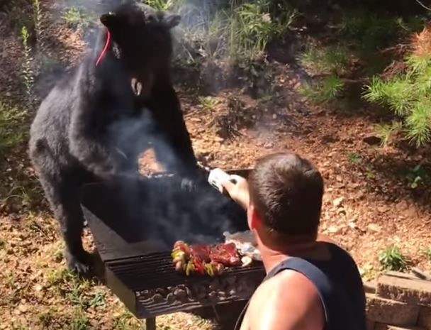 VIDEO Would You Battle A Bear For Barbecue
